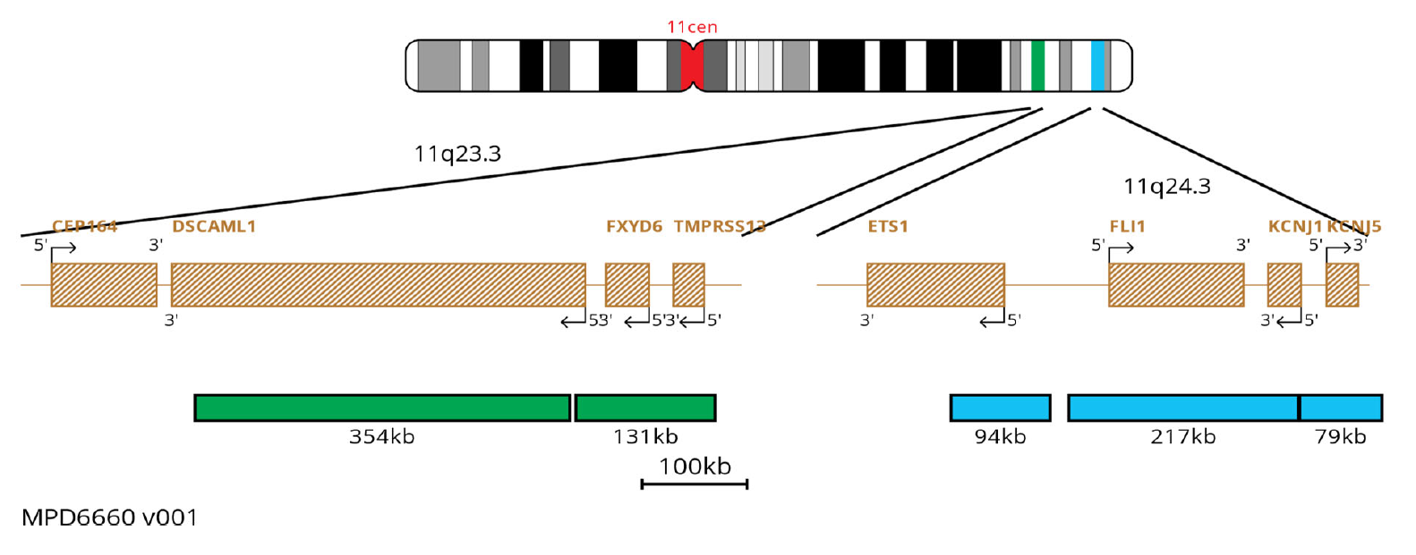 MPD6660 11Q23 11Q24 11Cen FISH Probe Chromosome Map