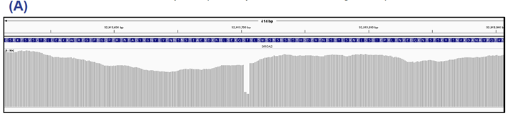 Figure 2A: BRCA2 exon 11