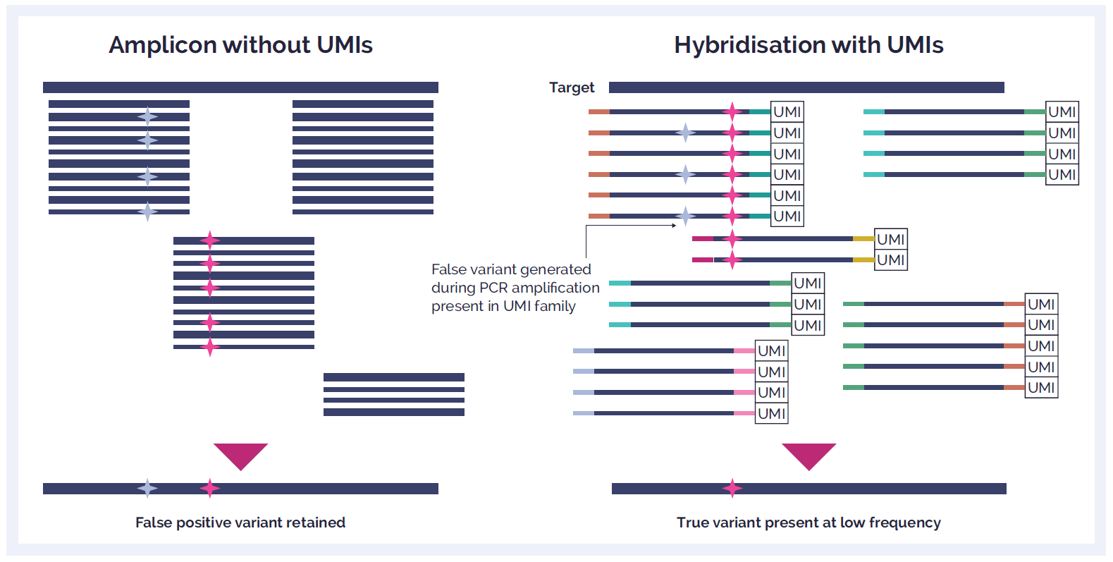 Figure 3: UMIs are short arbitrary oligonucleotides sequences that are attached to the library of DNA fragments by ligation prior to the amplification step. Reads that have the same UMI tag are from the same original DNA fragment and so the deriving PCR amplicons should be identical. Without the use of UMIs, low-frequency variants can be confused with DNA polymerase errors produced during the amplification step as well as sequencing errors produced during the sequencing step. 