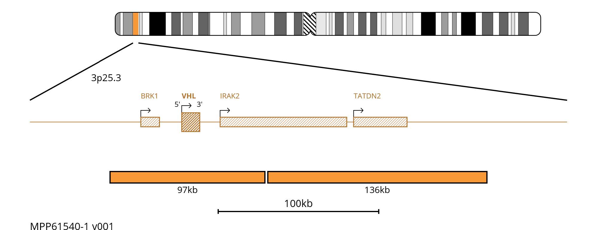 Fluorescence in situ hybridisation (FISH) chromosome map showing orange probes targeting the VHL gene.