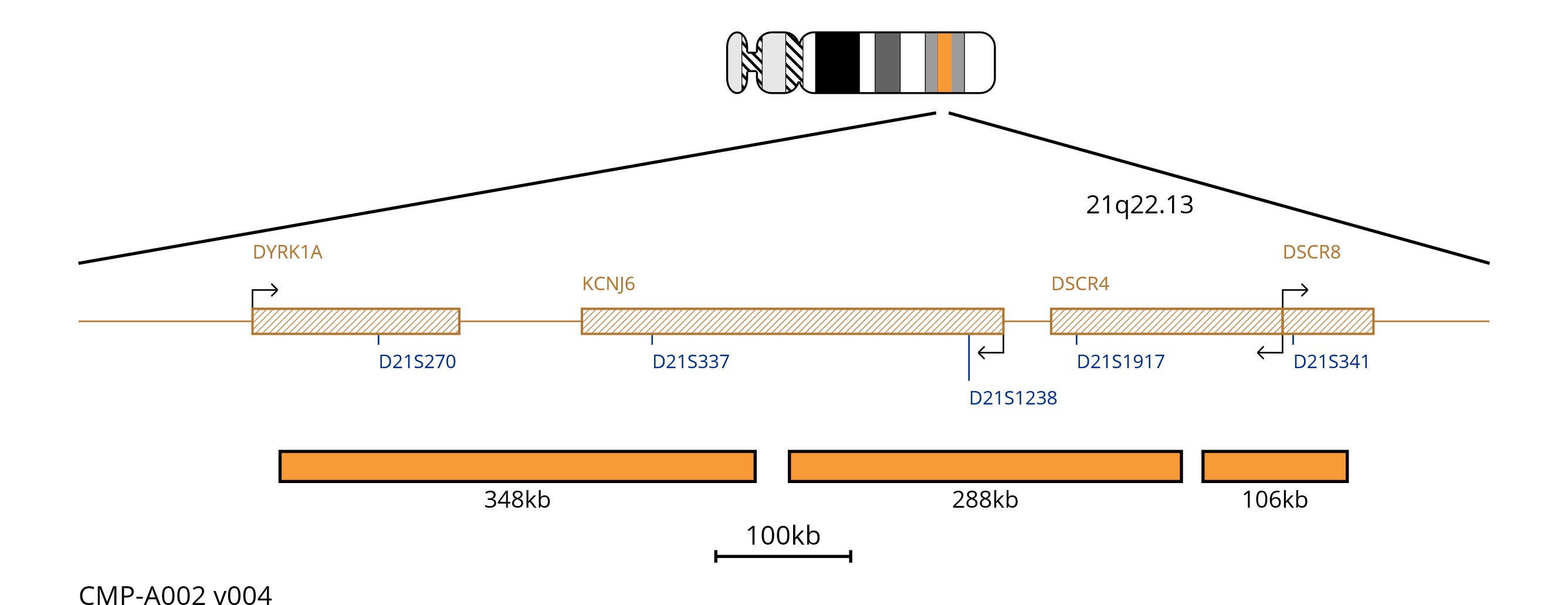 Fluorescence in situ hybridisation (FISH) chromosome map showing a orange probe targeting the region 21q22.13.