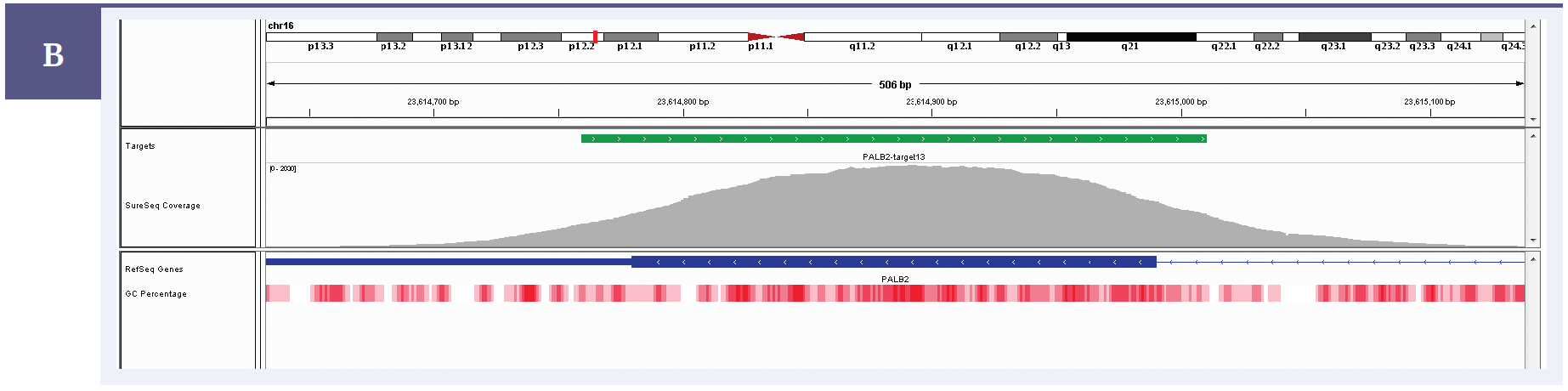 Figure 2b: Illustration of the excellent uniformity of coverage of PALB2 exon 13. Targeted region (green). Gene coding region as defined by RefSeq (blue). GC percentage (red).