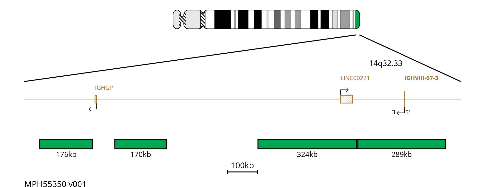 Fluorescence in situ hybridisation (FISH) chromosome map showing green probes targeting the IGH region.