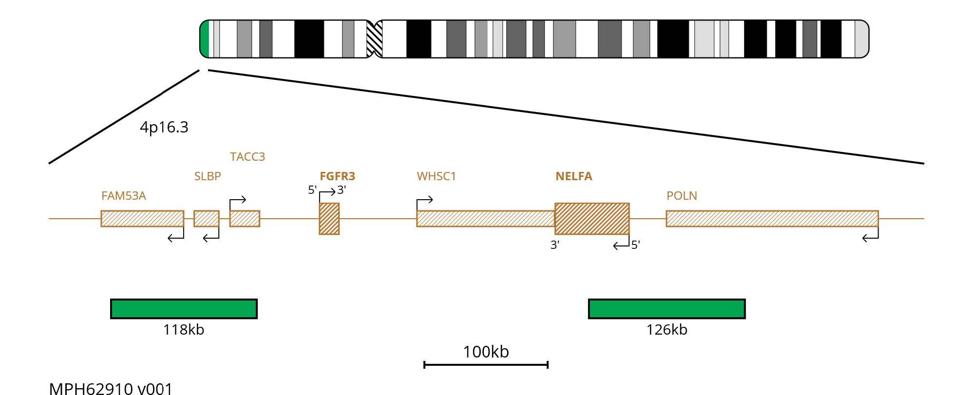 Fluorescence in situ hybridisation (FISH) chromosome map showing green probes proximal and distal to FGFR3 on chromosome 4.