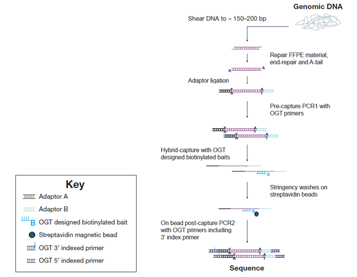 Figure 2: OGT SureSeq workflow. The SureSeq workflow allows users to go from extracted DNA to sequencer in 1.5 days with minimal handling time.