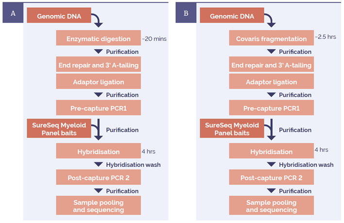 Figure 1: Library preparation workflow