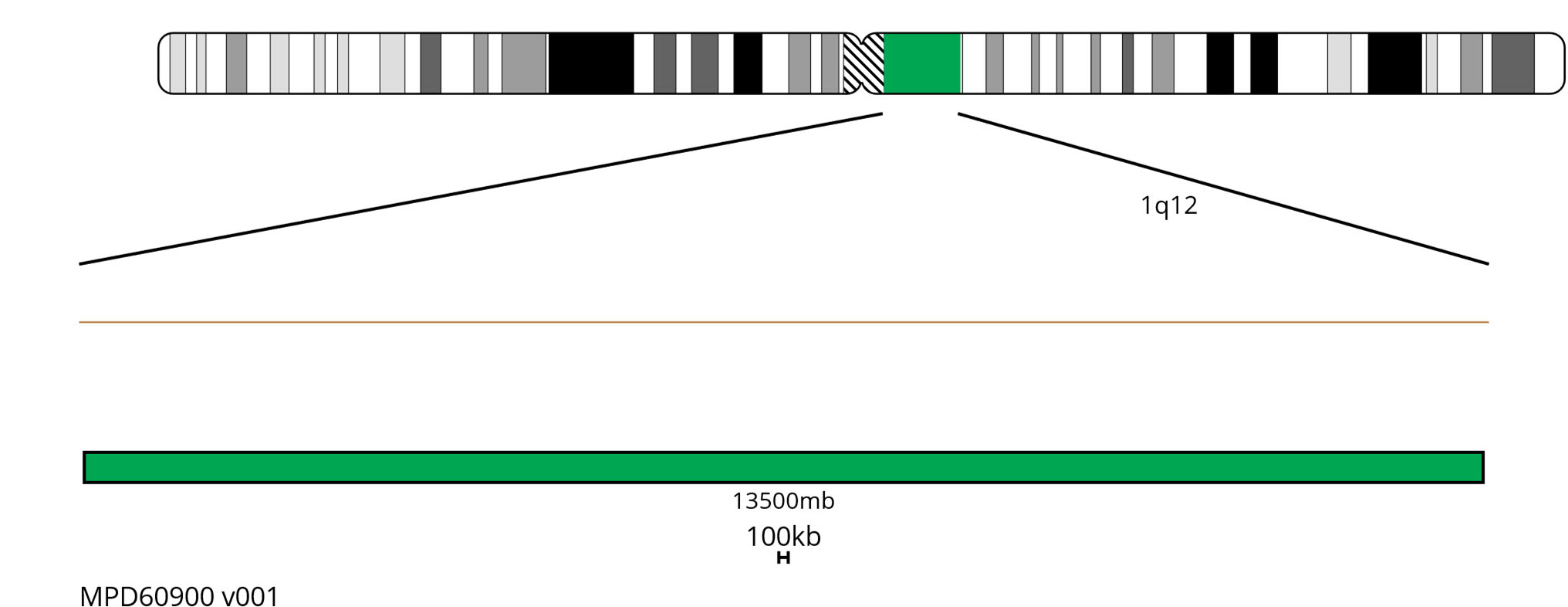 Fluorescence in situ hybridisation (FISH) chromosome map showing a green probe targeting the region 1q12.