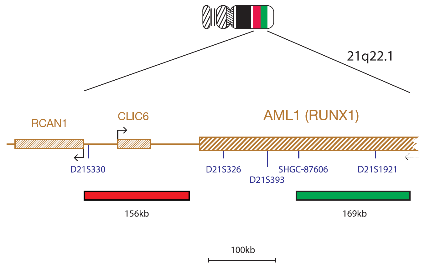 CE LPH027 Chromomap AML1 (RUNX1)
