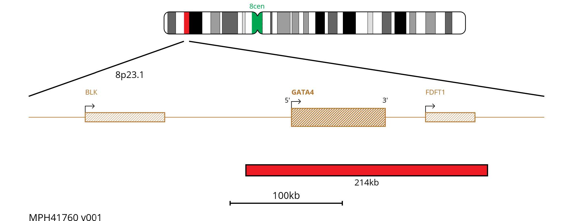 Fluorescence in situ hybridisation (FISH) chromosome map showing a red 214kb probe targeting the GATA4 gene.