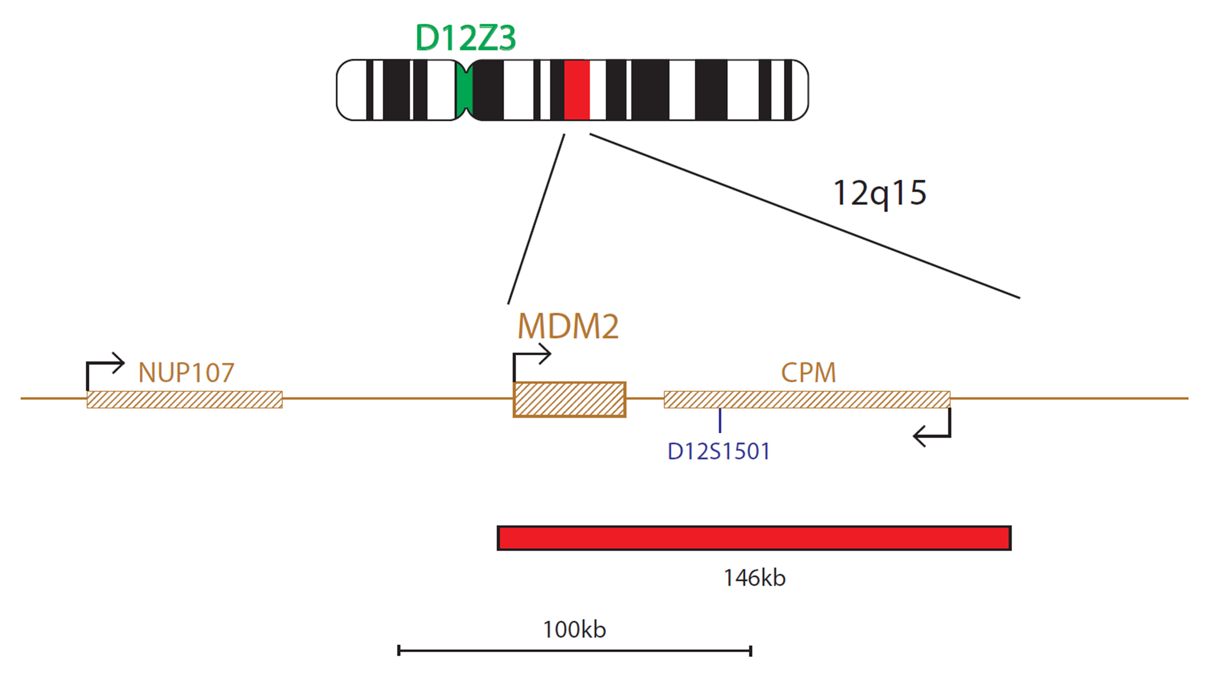 LPS016 Chromomap MDM2 Amplification