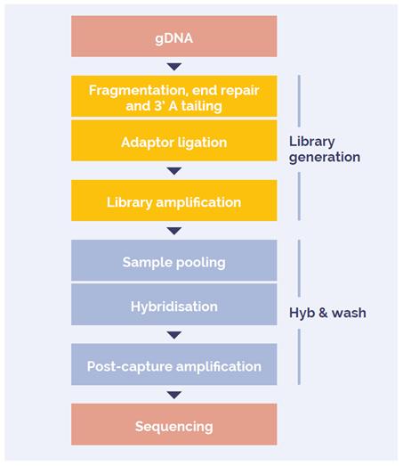 Figure 1: Universal NGS Workflow DNA to sequencer in 1.5 days with minimal handling time.