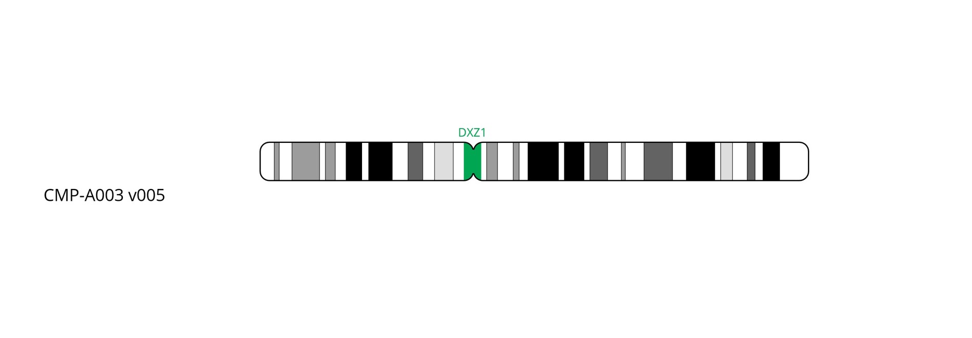 Fluorescence in situ hybridisation (FISH) chromosome map showing a green probe targeting the X centromere region.
