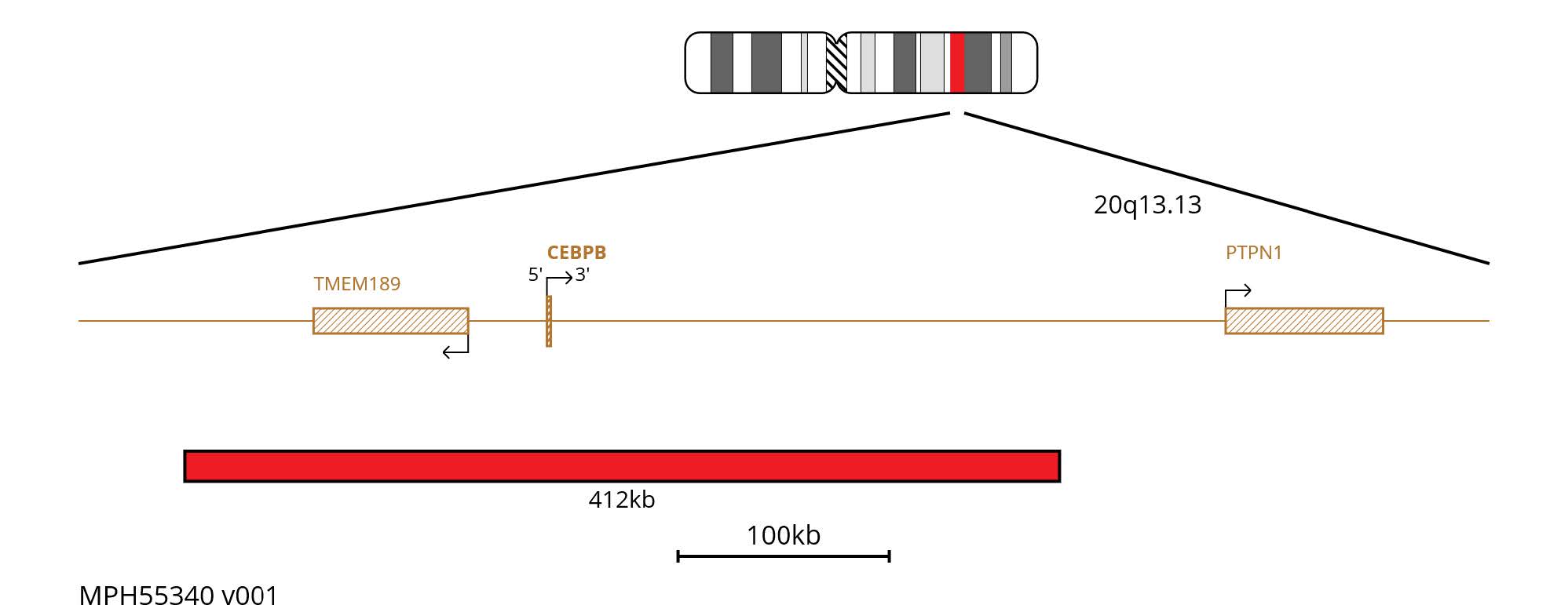 Fluorescence in situ hybridisation (FISH) chromosome map showing a red 412kb probe targeting the CEBPB gene.