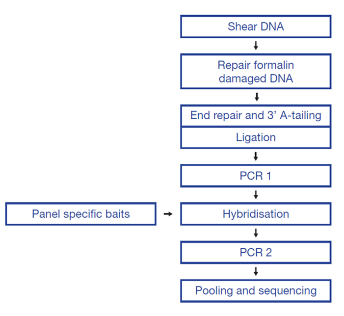 Figure 1: OGT SureSeq workflow