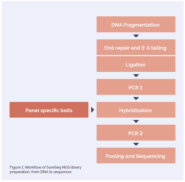 Figure 1: Workflow of SureSeq NGS library preparation, from DNA to sequencer.