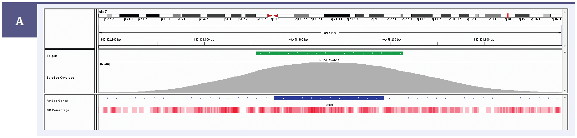Figure 1a: Illustration of the exceptional uniformity of coverage of BRAF exon 15 with a SureSeq melanoma panel. Depth of coverage per base (grey). Targeted region (green). Gene coding region as defined by RefSeq (blue). GC percentage (red).