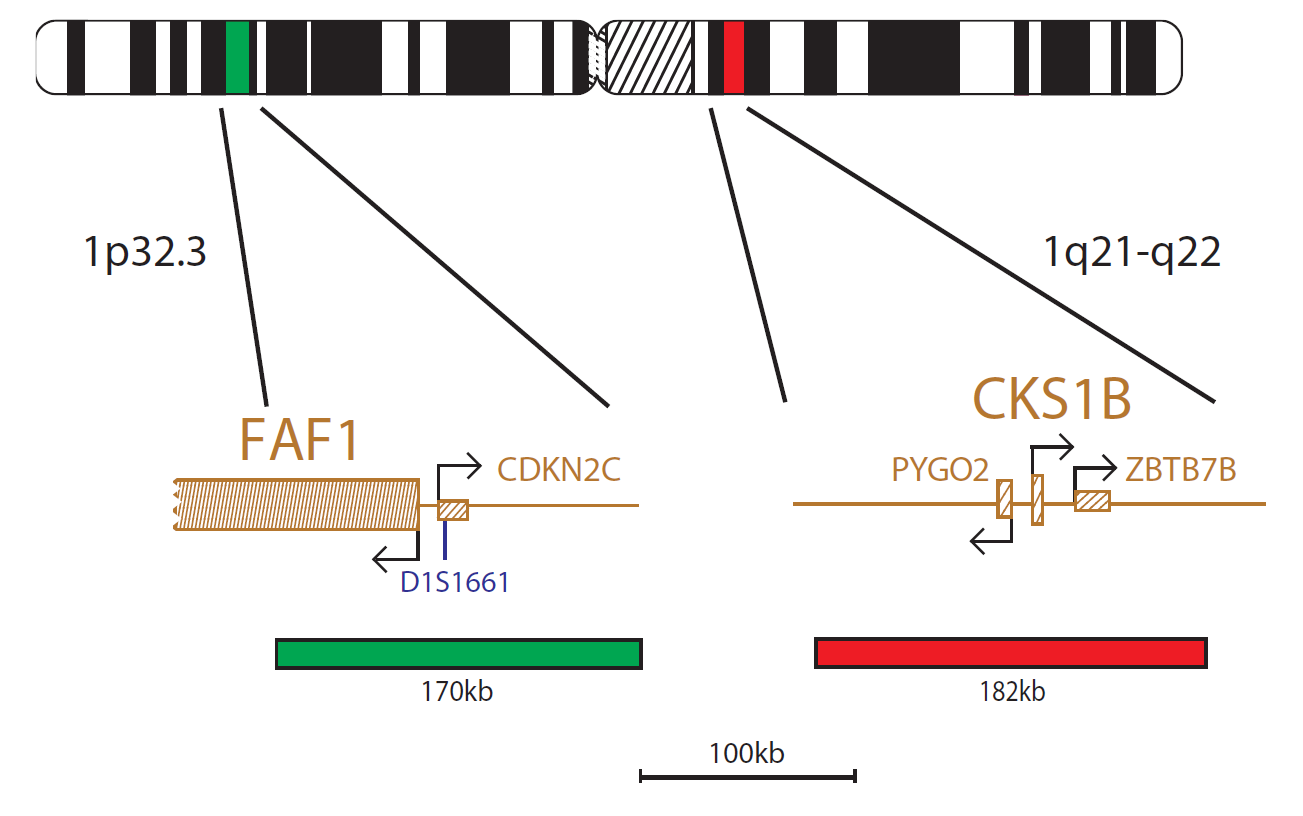 CE LPH039 Chromomap CKS1B CDKN2C