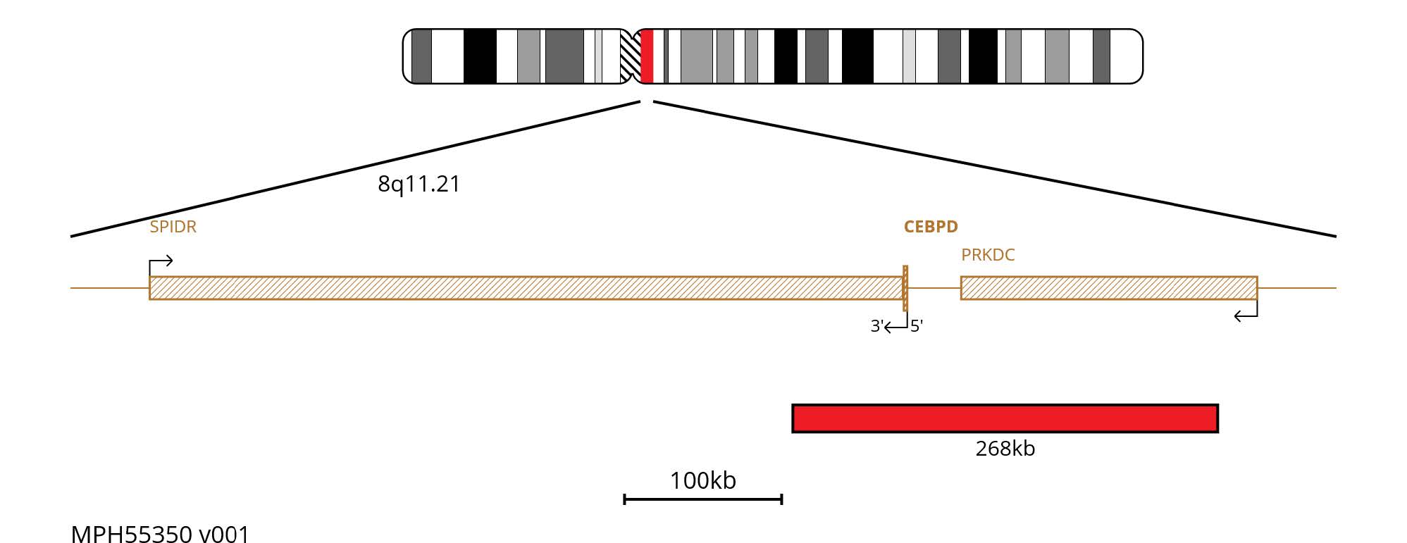 Fluorescence in situ hybridisation (FISH) chromosome map showing a red 268kb probe targeting the CEBPD gene.