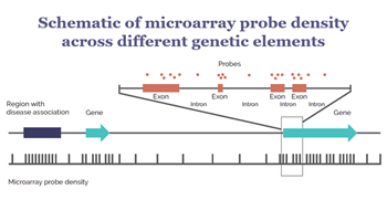 Graphic showing schematic of microarray probe density across different genetic elements