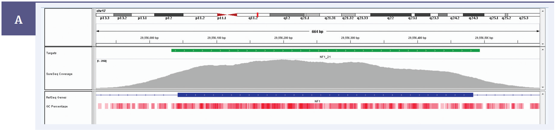 Figure 2a: Even coverage of NF1 exon 21 with a SureSeq melanoma panel. Depth of coverage per base (grey). Targeted region (green). Gene coding region as defined by RefSeq (blue). GC percentage (red).