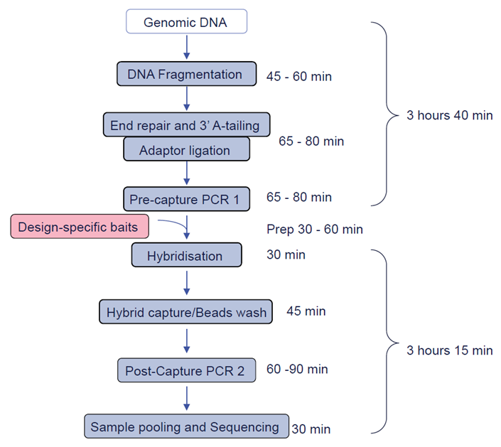 Figure 1: Workflow of SureSeq NGS library preparation, from DNA to sequencer.