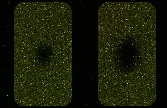 How do I resolve black holes on the array during aCGH? Image
