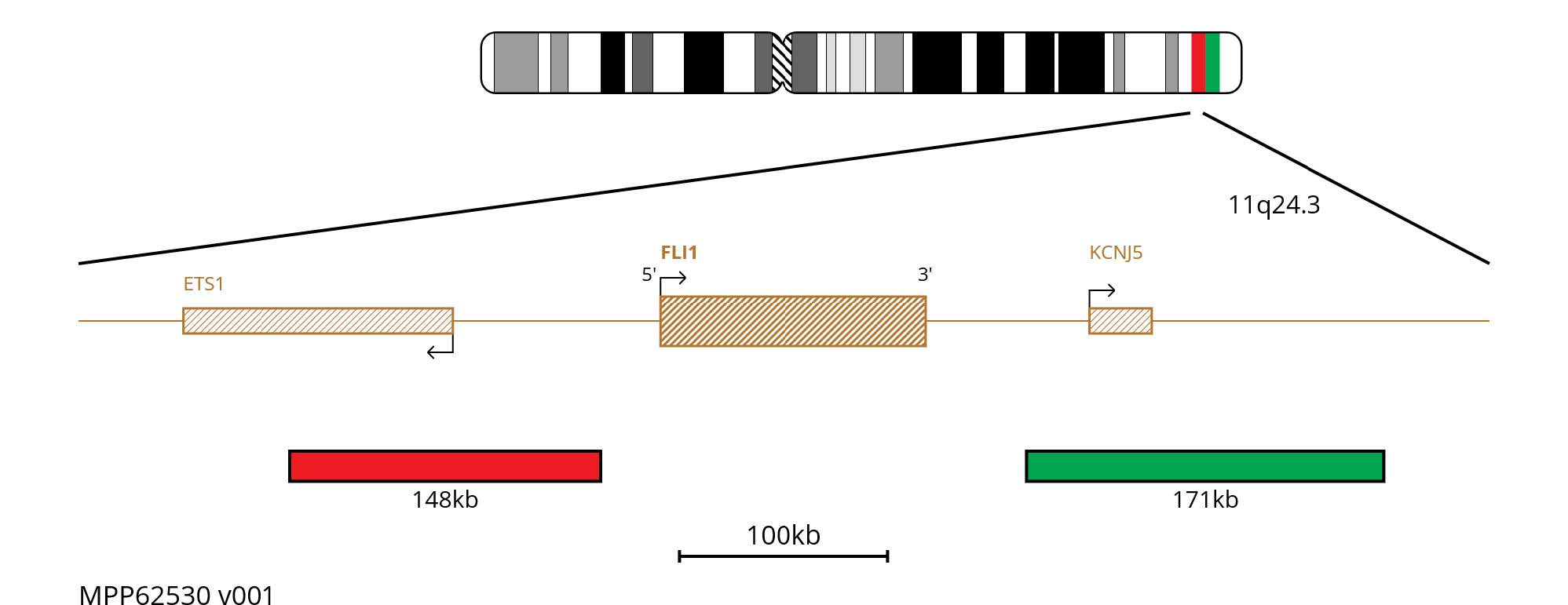 Fluorescence in situ hybridisation (FISH) chromosome map showing probes proximal and distal of the FLI1 gene.