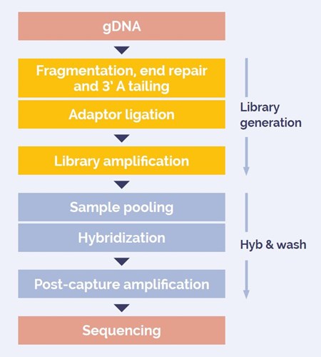 Figure 1: DNA to sequencer in 1 .5 days with minimal handling time.