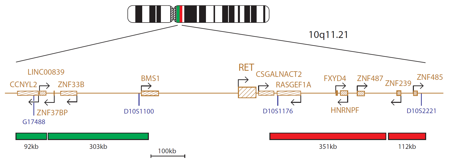 CytoCell RET Breakapart FISH Probe