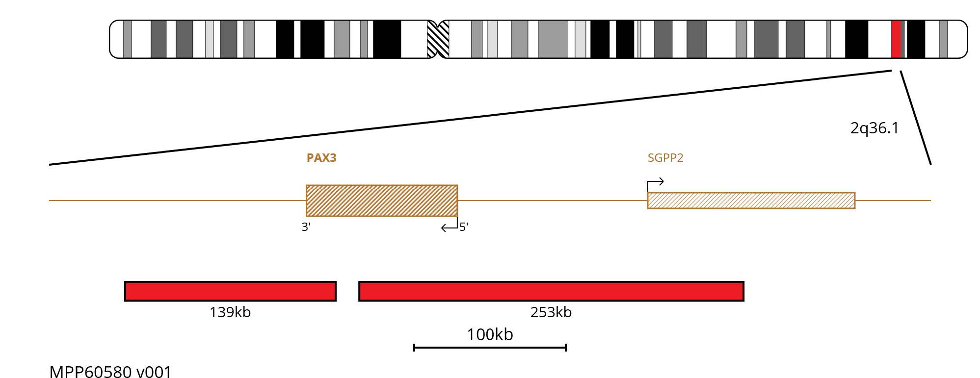Fluorescence in situ hybridisation (FISH) chromosome map showing red probes targeting the PAX3 gene.
