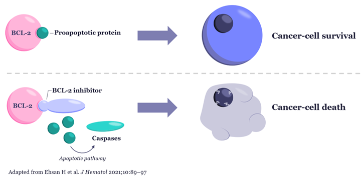 The mechanism of action of BCL-2 inhibition in cellular apoptosis