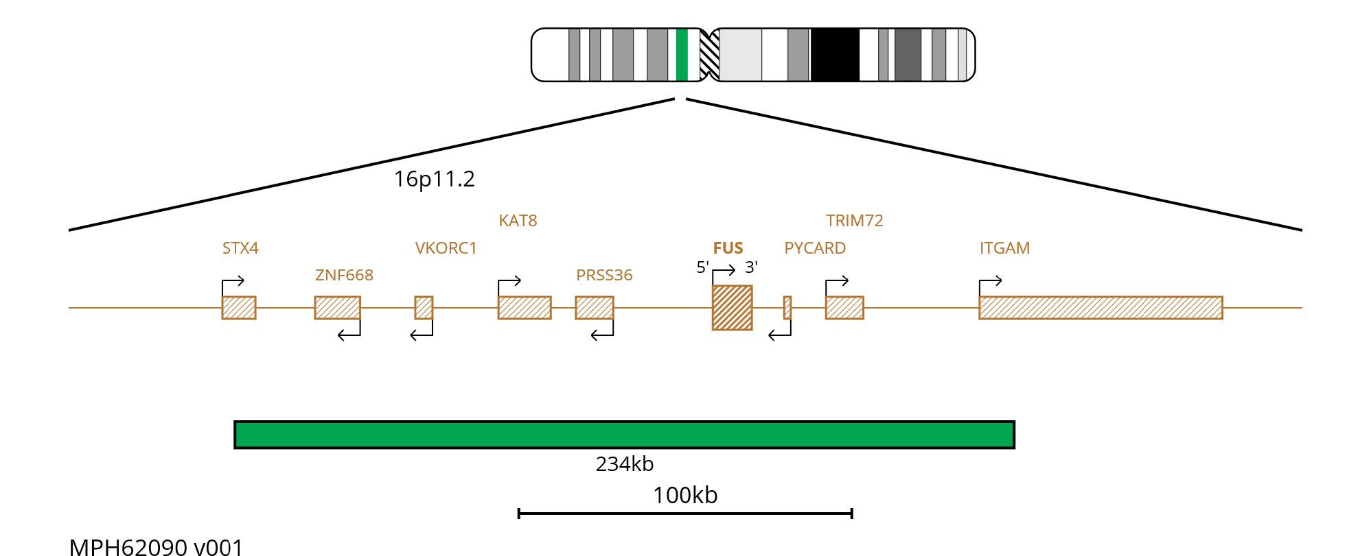 Fluorescence in situ hybridisation (FISH) chromosome map showing a green 234kb probe targeting the FUS gene.