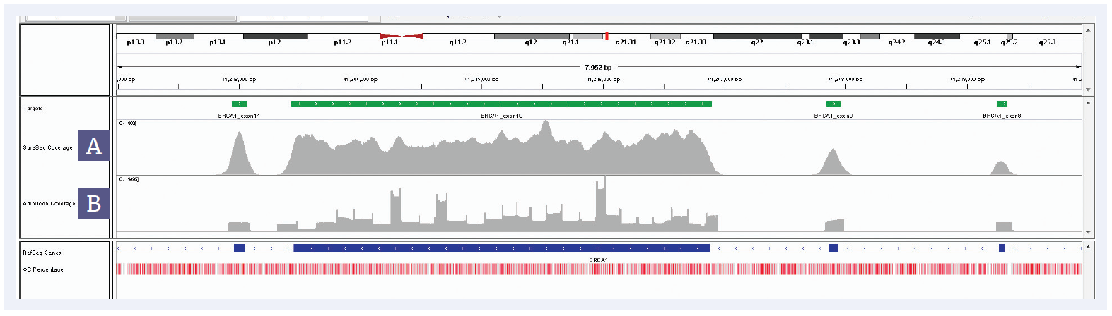 Figure 1: BRCA1 exons 8, 9, 10 and 11 coverage. [A] SureSeq, [B] Amplicon panel. Depth of coverage per base (grey). Targeted region (green). Gene coding region as defined by RefSeq (blue). GC percentage (red).