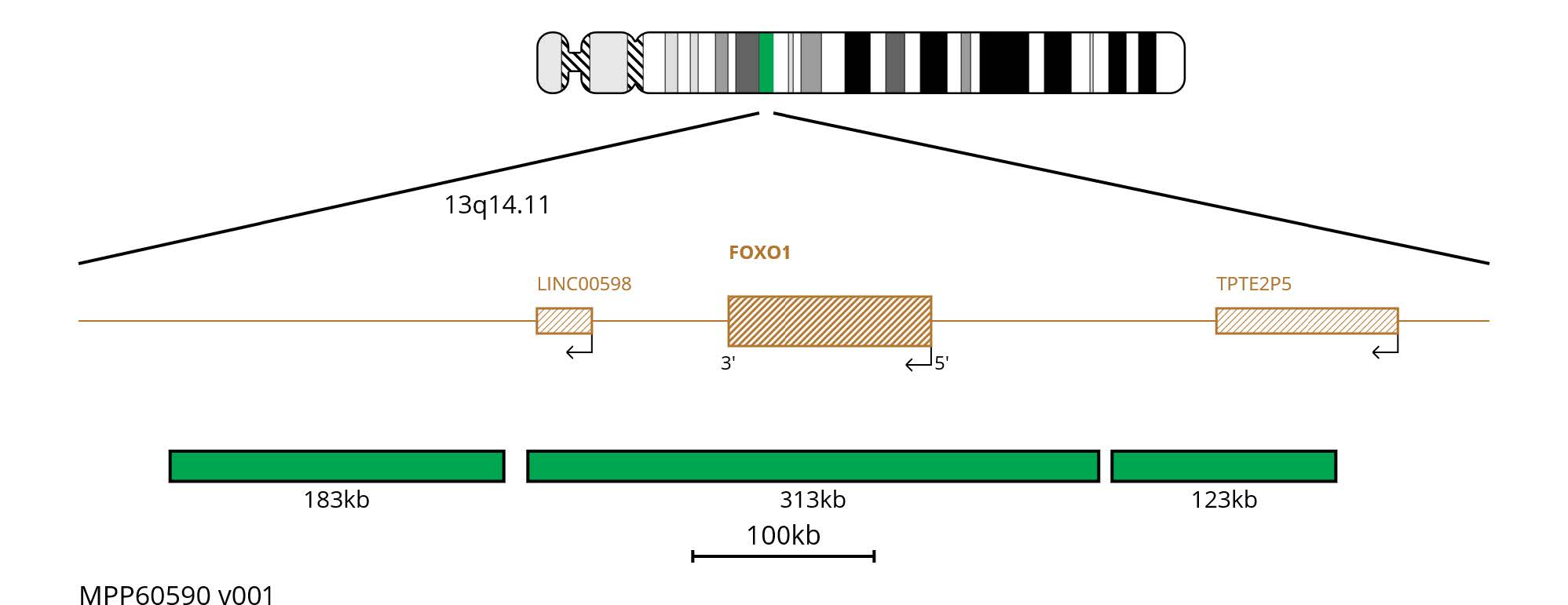 Fluorescence in situ hybridisation (FISH) chromosome map showing green probes targeting the FOXO1 gene.