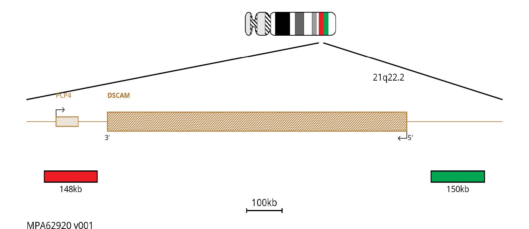 Fluorescence in situ hybridisation (FISH) chromosome map showing probes proximal and distal of the DSCAM gene.