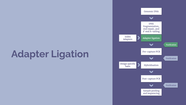 NGS workflow – Adapter ligation (6 minutes) Image