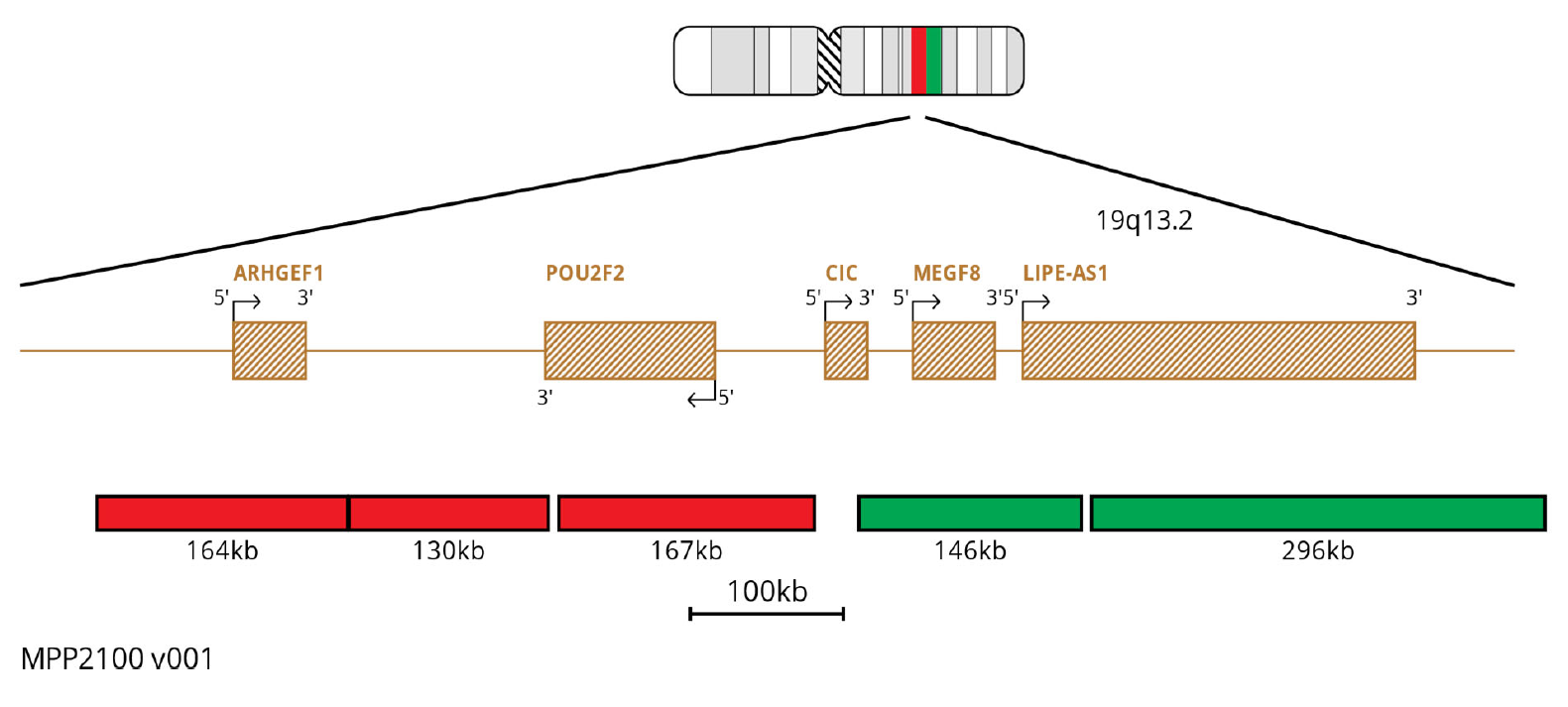 MPP2100 CIC Breakapart FISH Probe Chromosome Map