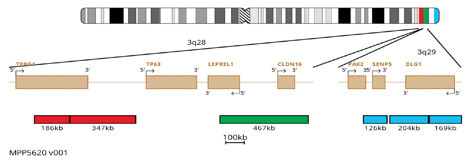 MPP5620 TP63 Breakapart 3Qtel FISH Probe Chromosome Map