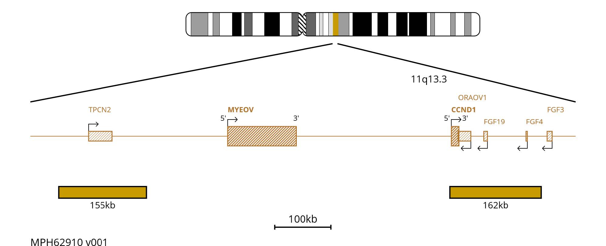 Fluorescence in situ hybridisation (FISH) chromosome map showing gold probes proximal and distal to MYEOV on chromosome 11.