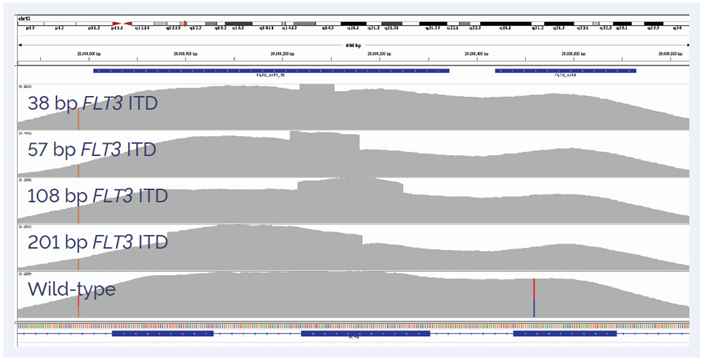 Figure 3: Detection of FLT3-ITDs with different sizes