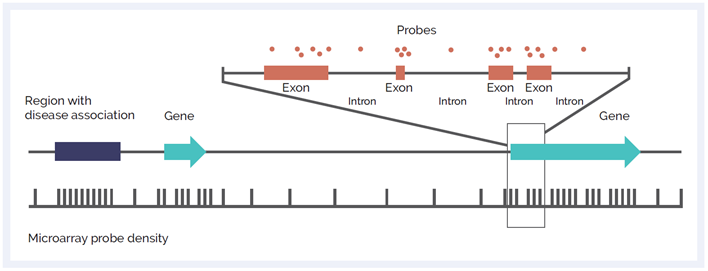 Schematic of microarray probe density across different genetic elements