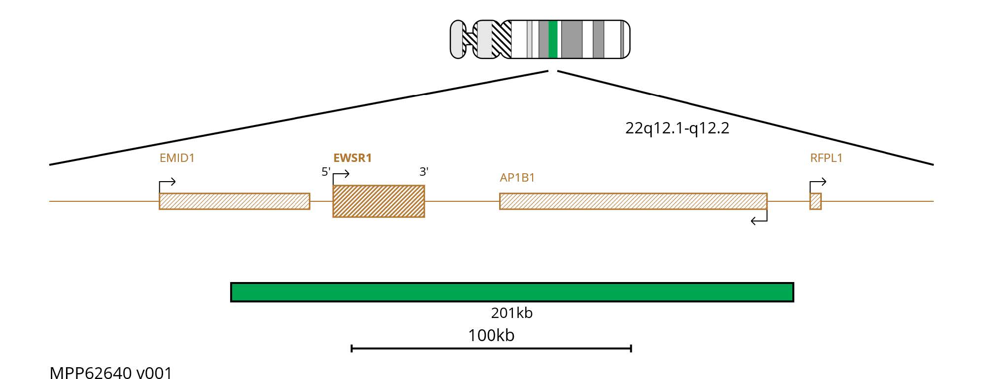 Fluorescence in situ hybridisation (FISH) chromosome map showing a 201kb green probe targeting EWSR1 on chromosome 22.