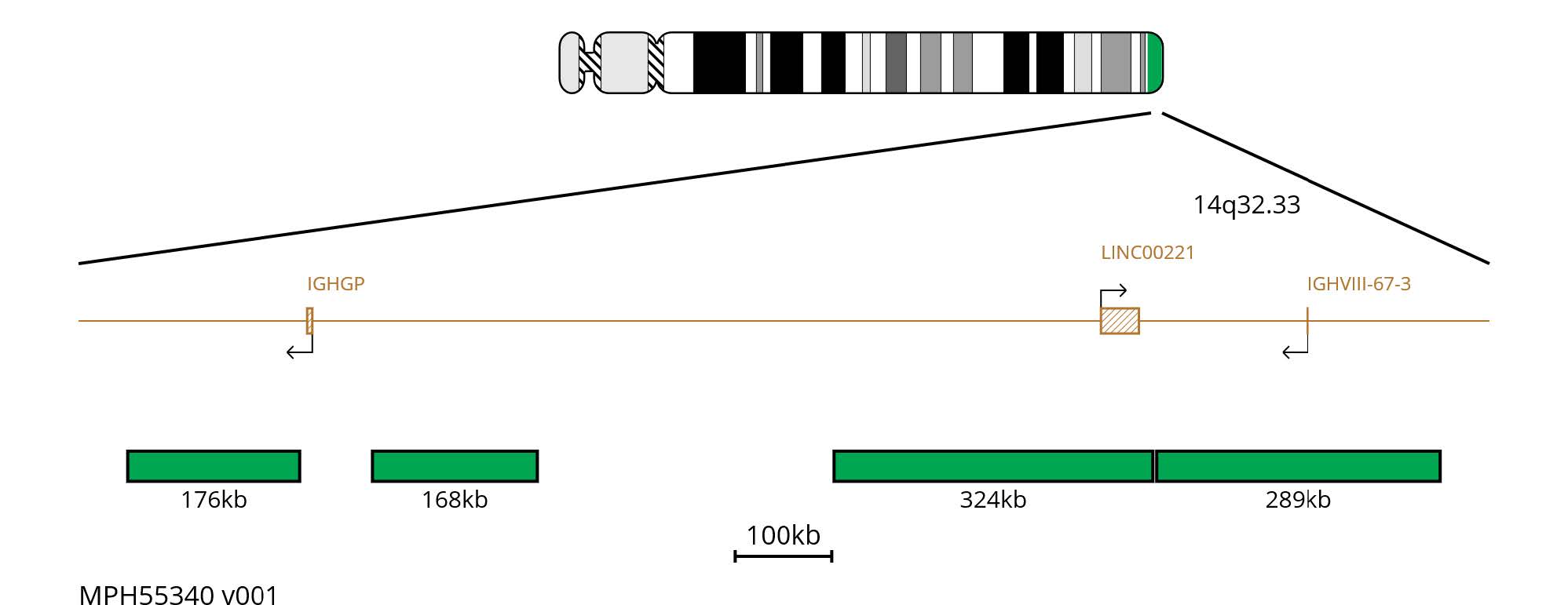 Fluorescence in situ hybridisation (FISH) chromosome map showing green probes targeting the IGH region.