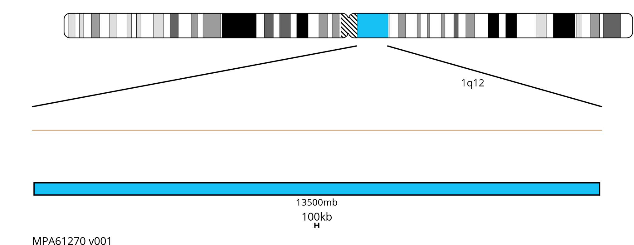 Fluorescence in situ hybridisation (FISH) chromosome map showing a aqua probe targeting the region 1q12.