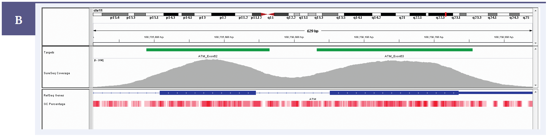 Figure 3b: Figure 3a: Illustration of the excellent uniformity of coverage of ATM exon 62. Targeted region (green). Gene coding region as defined by RefSeq (blue). GC percentage (red).