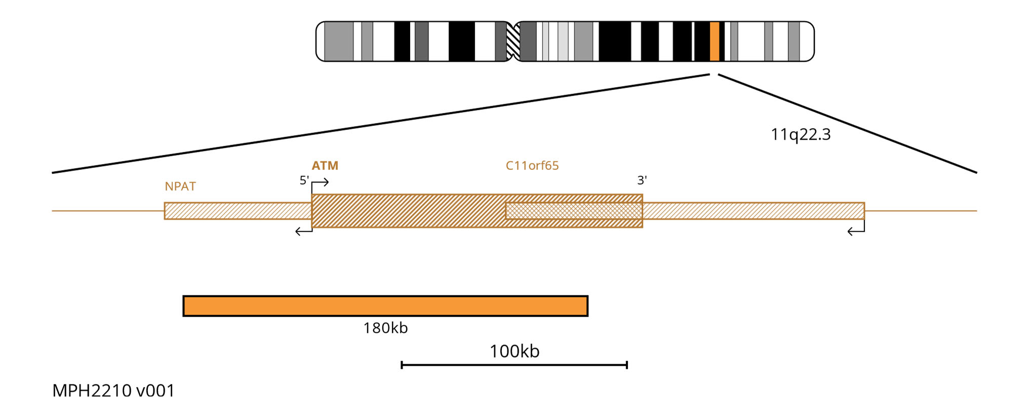 MyProbes ATM GLI Amplification Deletion In Orange FISH Probe
