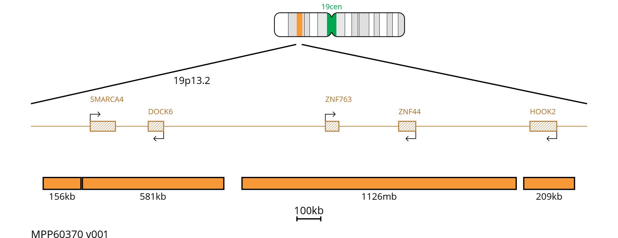 Fluorescence in situ hybridisation (FISH) chromosome map showing probes targeting the region 19p13.2 and 19 centromere.