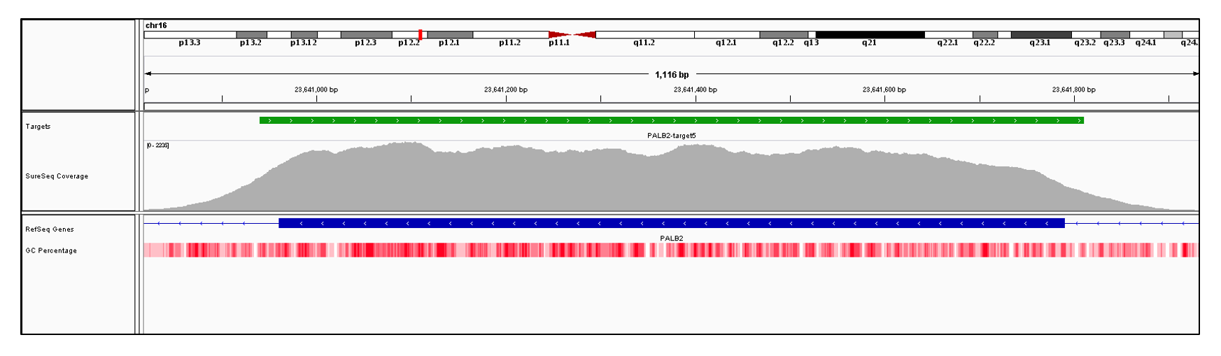 PALB2 Exon 5 (hg19 chr16:23640961-23641790). Depth of coverage per base (grey). Targeted region (green). Gene coding region as defined by RefSeq (blue). GC percentage (red). Image
