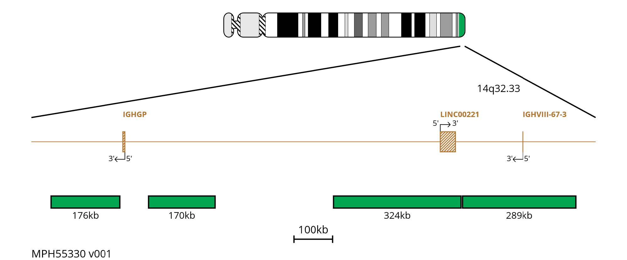 Fluorescence in situ hybridisation (FISH) chromosome map showing green probes targeting the IGH region.