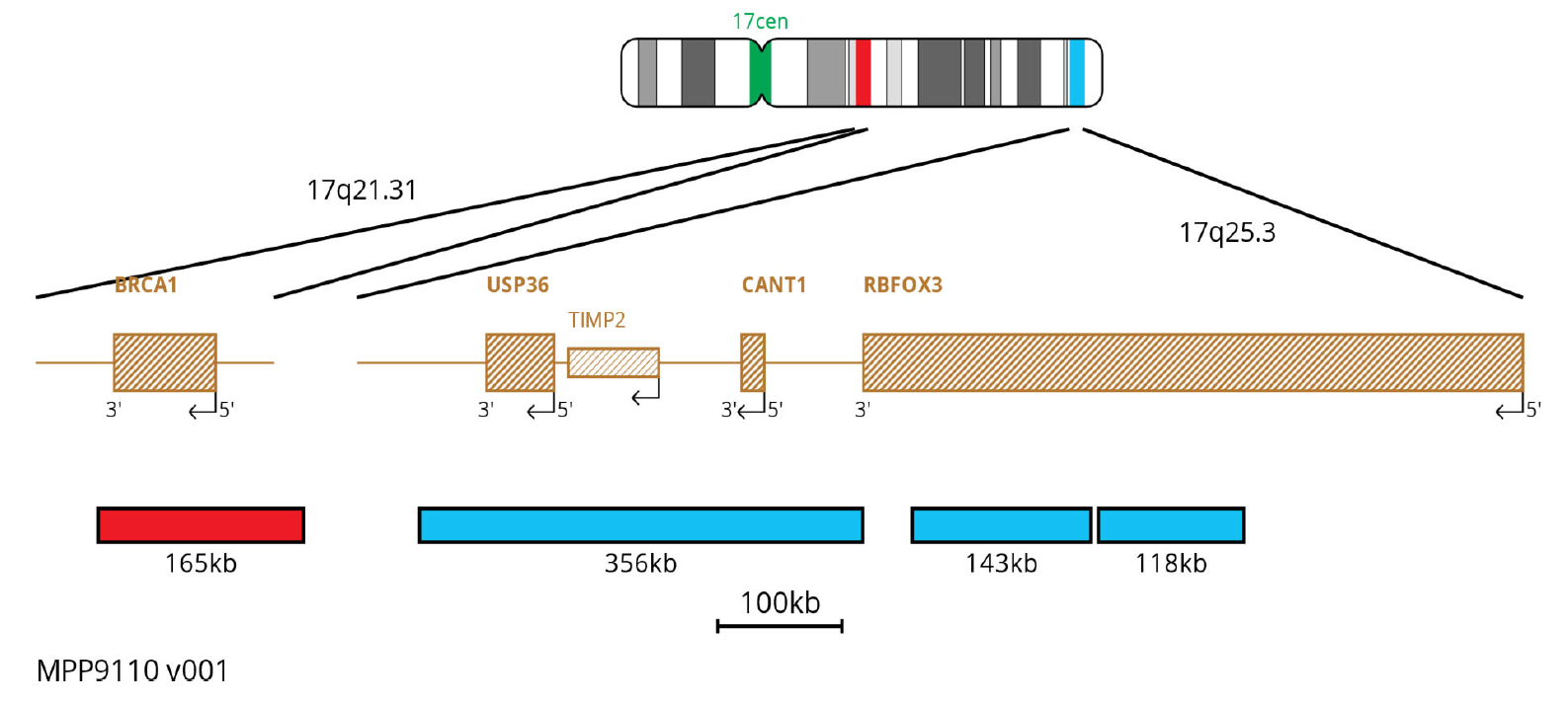 MPP9110 BRCA1 17C 17Q25.3 Deletion FISH Probe Chromosome Map